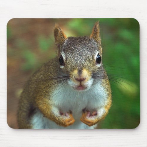 Pine Squirrel Mouse Pad