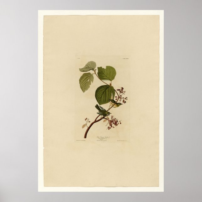 Pine Swamp Warbler Poster (Front)