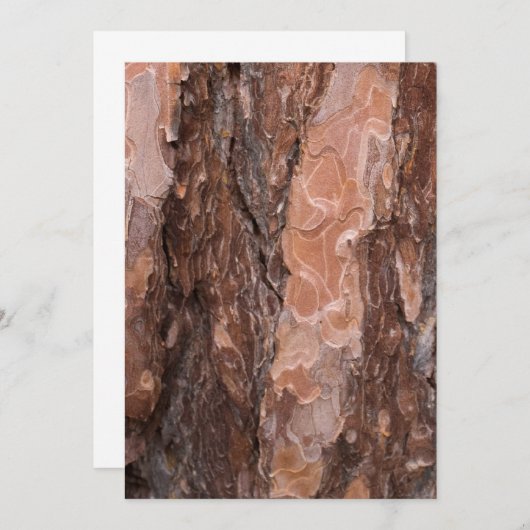 Pine tree bark texture (Front/Back)