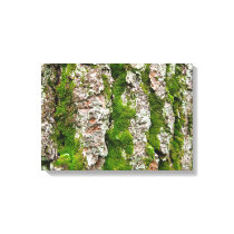 Pine Tree Bark With Moss Canvas Print