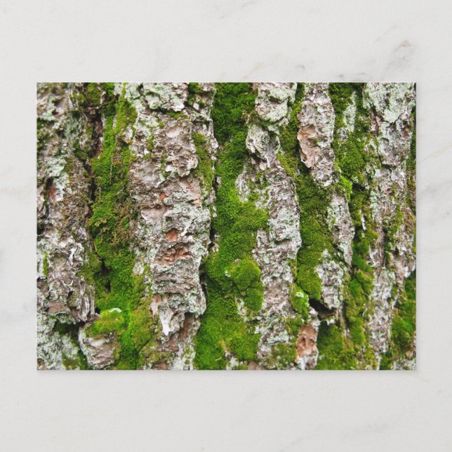 Pine Tree Bark With Moss Postcard (Front)