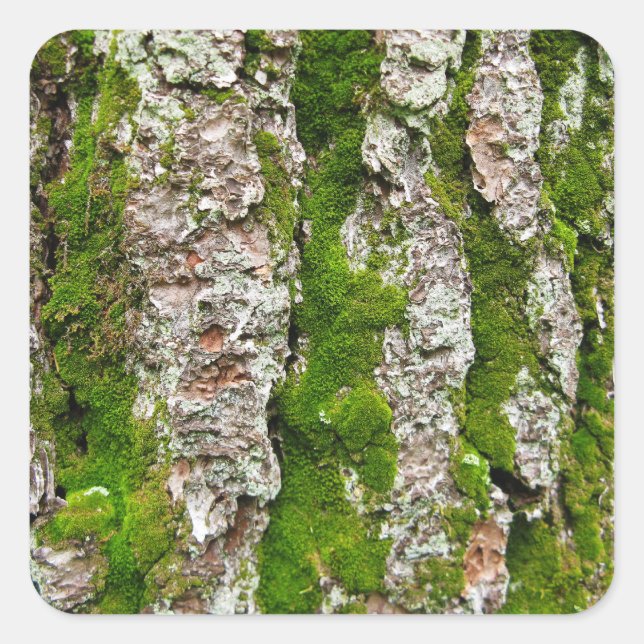 Pine Tree Bark With Moss Square Sticker (Front)