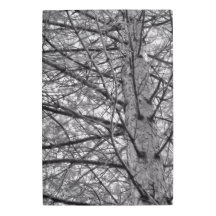 Pine Tree Branches in Black and White