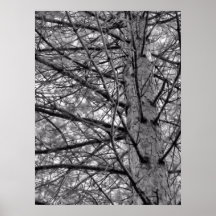 Pine Tree Branches in Black and White