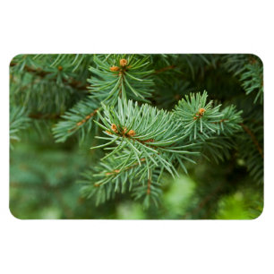 Pine tree closeup magnet
