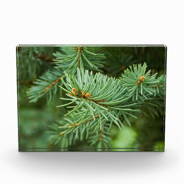 Pine tree closeup photo block (Front)