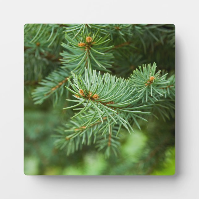 Pine tree closeup plaque (Front)
