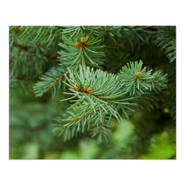 Pine tree closeup poster (Front)
