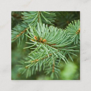Pine tree closeup square business card