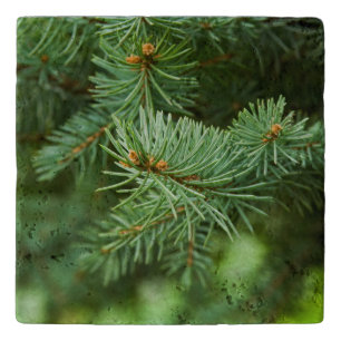 Pine tree closeup trivet