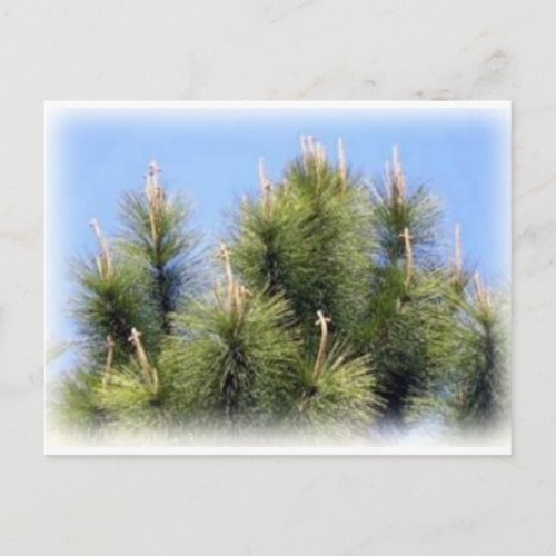 pine tree cross postcard