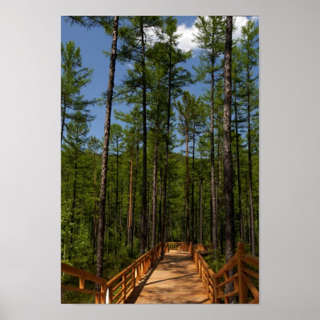 Pine Tree Forest Poster (Front)