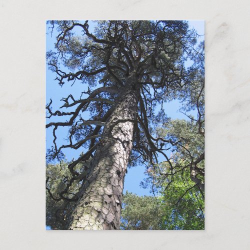 Pine Tree in Blue Sky Palanga LITHUANIA _ Postcard