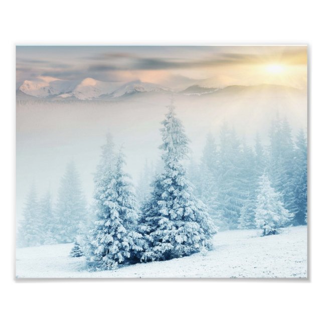 Pine Tree In Fresh Snow Photo Print (Front)