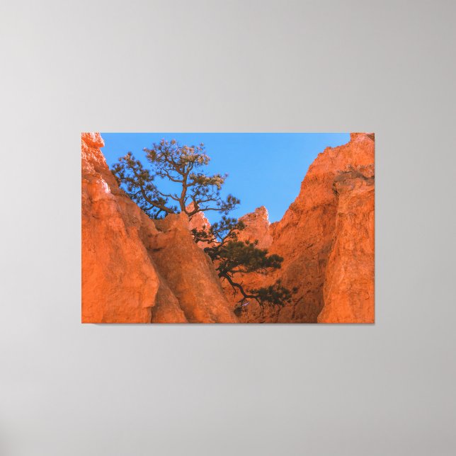 Pine Tree In Hoodoos  Canvas Print (Front)