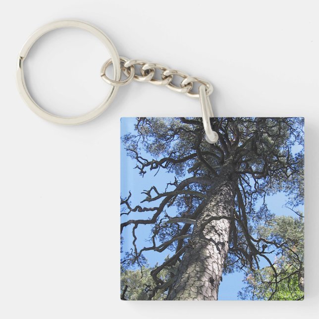 Pine Tree, Palanga Botanical Garden, LITHUANIA – Keychain (Front)