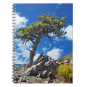 Pine Tree Spiral Notebook