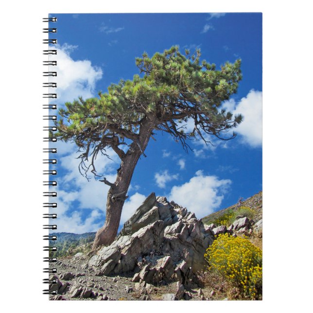 Pine Tree Spiral Notebook (Front)