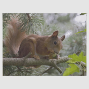 pine tree squirrel tissue paper