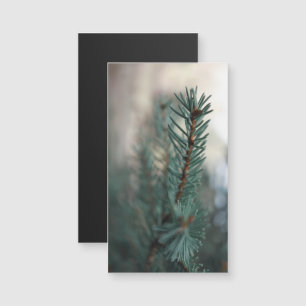 Pine Trees