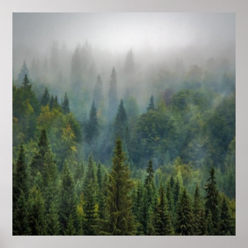 pine trees in a forest poster