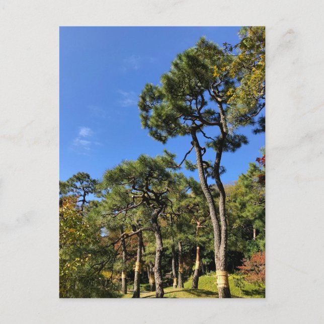 Pine Trees in Autumn Sky Postcard (Front)