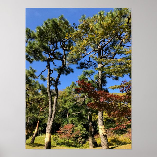 Pine Trees in Autumn Sky Poster (Front)