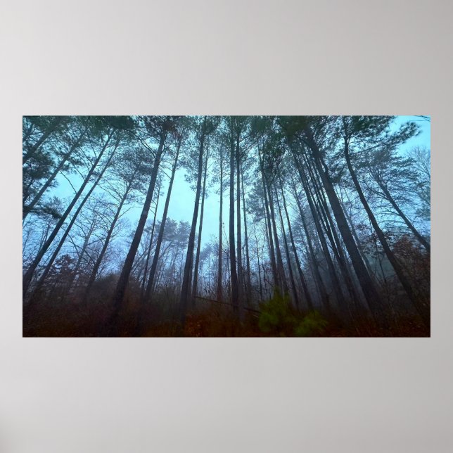 Pine Trees in the Mist Poster (Front)