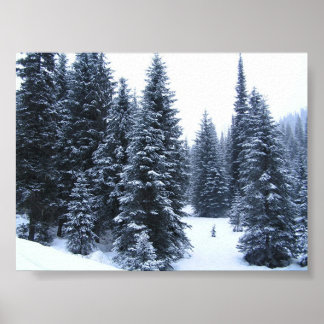 Pine Trees in Winter Poster