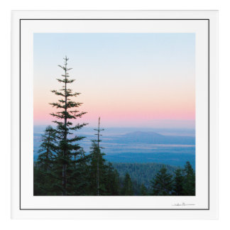 Pine Trees Infinite sky by Sidharta Acrylic Print