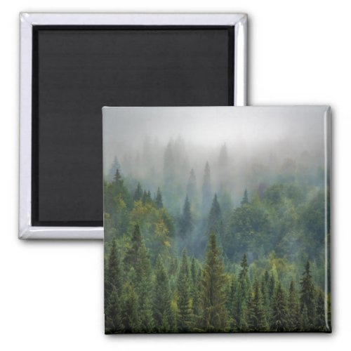 Pine trees Into the forest  Magnet