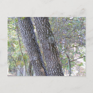 Pine Trees Postcard