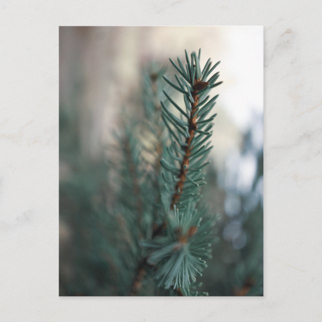 Pine Trees Postcard (Front)