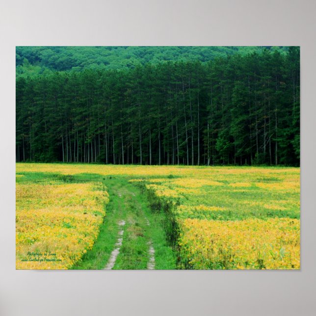 Pine Trees Yellow Flowers Field Nature Poster (Front)