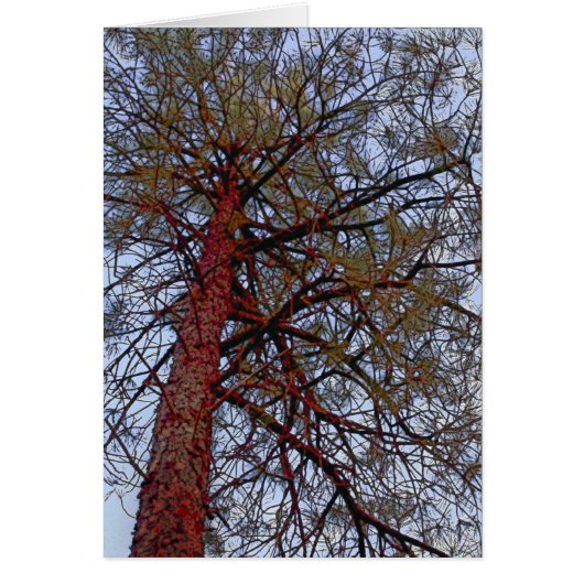 Pine with Red Trunk Cards (Front)