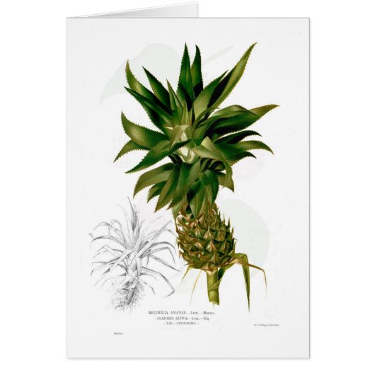 Pineapple (Ananas comosus) Cards (Front)