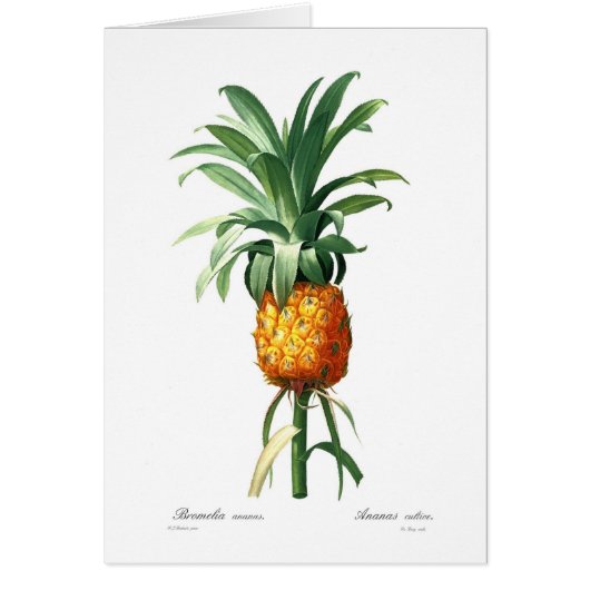 Pineapple Cards (Front)