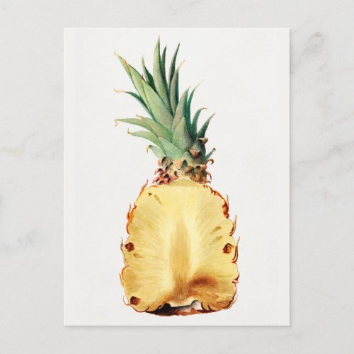 Pineapple cut in half Fruit Watercolor Painting Postcard