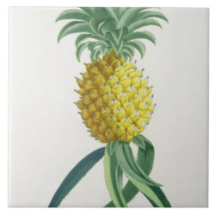 Pineapple engraved by Johann Jakob Haid (1704-67) Ceramic Tile