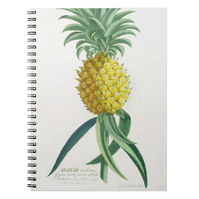 Pineapple engraved by Johann Jakob Haid (1704-67) Notebook (Front)