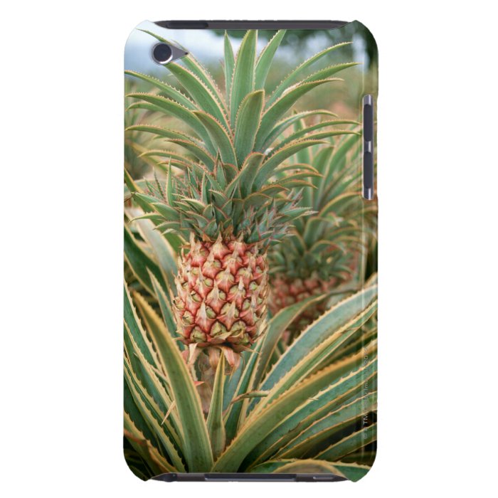 Pineapple Field iPod Touch Covers