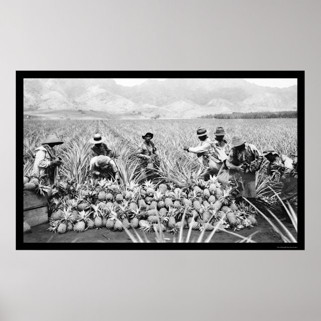 Pineapple Harvest Hawaii 1917 Poster (Front)
