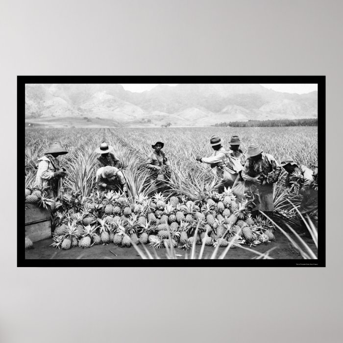 Pineapple Harvest Hawaii 1917 Print