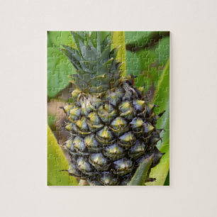Pineapple Jigsaw Puzzle