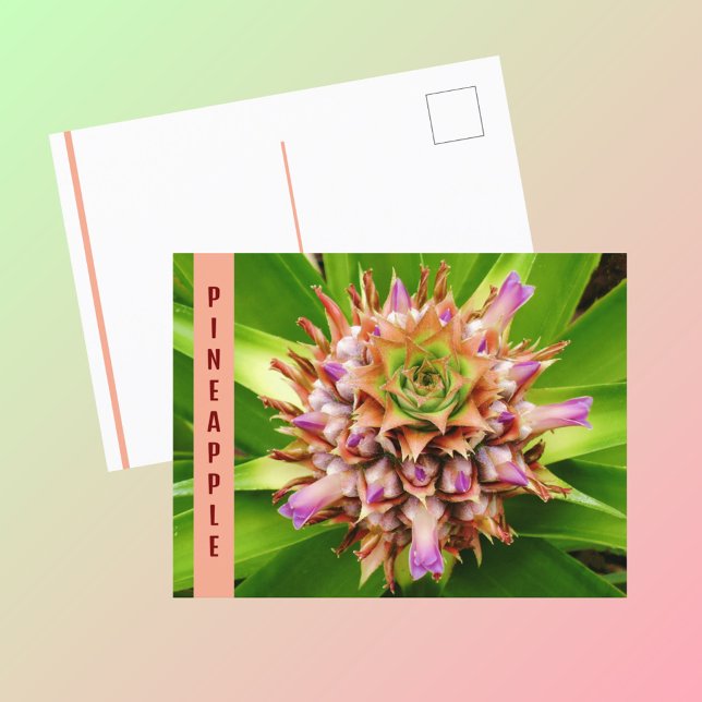 Pineapple Plant Botanical Photographic Postcard (Creator Uploaded)