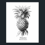 Pineapple  poster<br><div class="desc">Vintage Botanical Pineapple Illustration- customize language from English to... This antique, vintage botanical pineapple illustration is from the 1800s. Lovely details. Alone or in a series, the prints in this collection make a lovely statement in your home. Perfect gift too. The template text field allows you to change the language...</div>