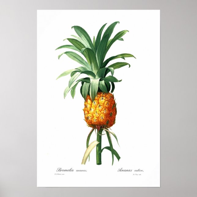 Pineapple Poster (Front)
