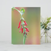 Pineapple Sage Bloom (Standing Front)