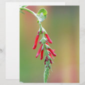 Pineapple Sage Bloom (Front/Back)
