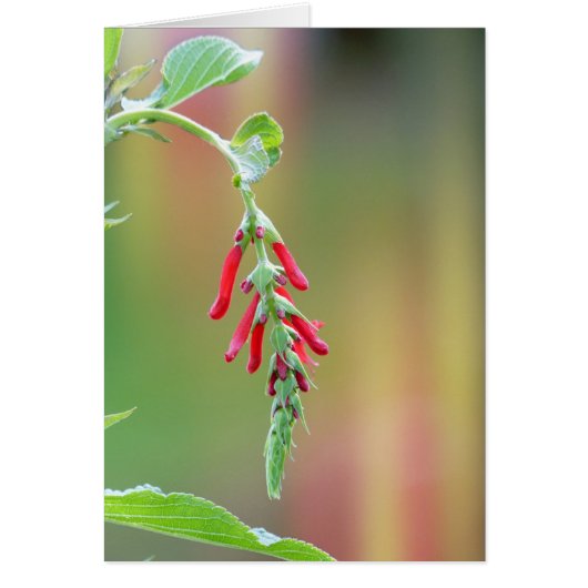 Pineapple Sage Bloom Cards (Front)